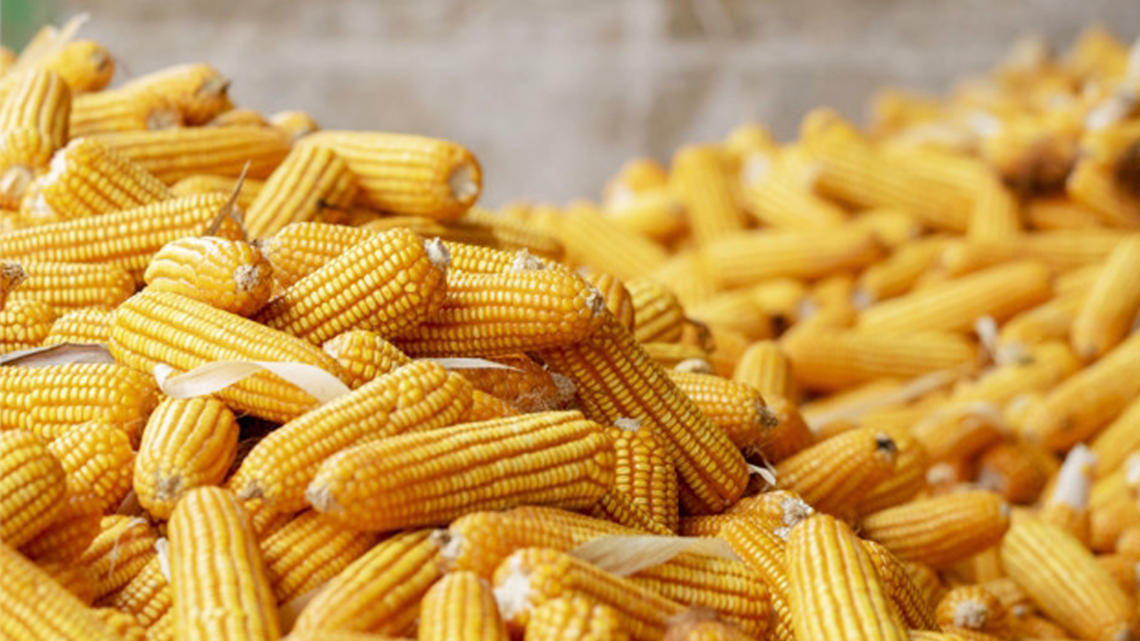     CP Group - CP Foods Takes Steps to Ensure Sustainable Corn Sourcing with Zero Deforestation and Crop Burning